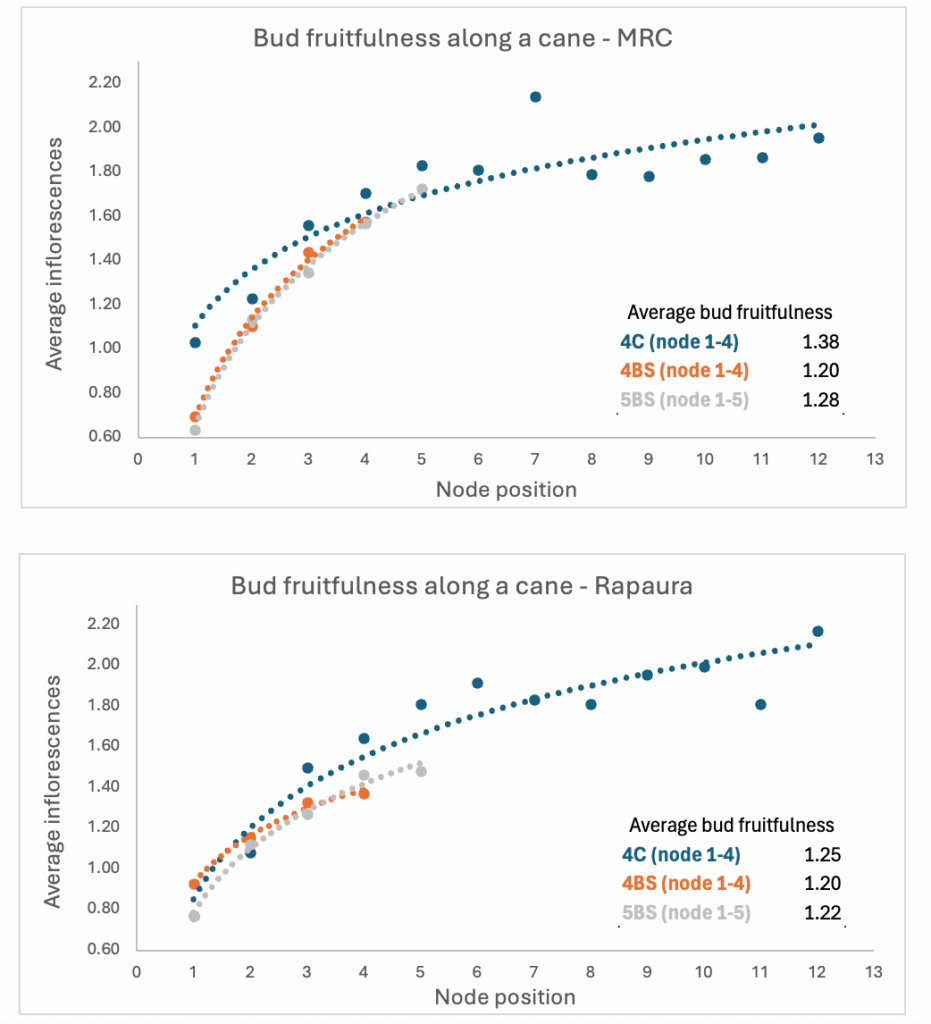 Two scatter plots compare bud fruitfulness (average inflorescences) by node position along a cane for MRC (top) and Rapaura (bottom). Dots are color-coded by cane type, with trend lines and average bud fruitfulness values listed.
